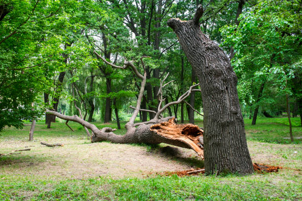 Best Hazardous Tree Removal  in USA